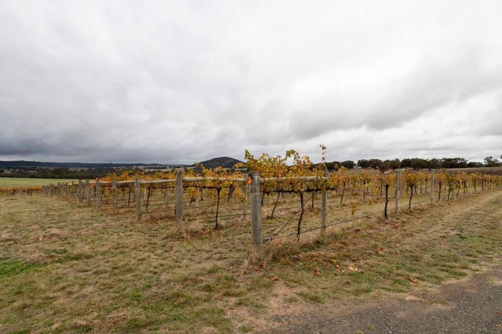 Hounds Run Vineyard - Tiny House In The Grampians Villa Great Western Exterior photo